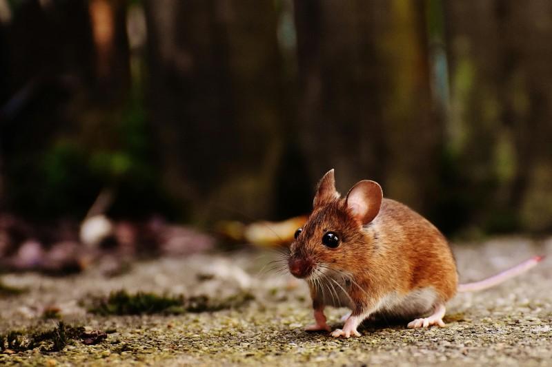 Bekjemp Rotter Effektivt Med Naturlige Metoder